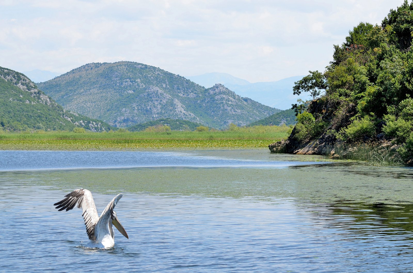 Cosa vedere al lago di Scutari, il più grande lago dei Balcani 5 bird watching pellicani lago di scutari montenegro