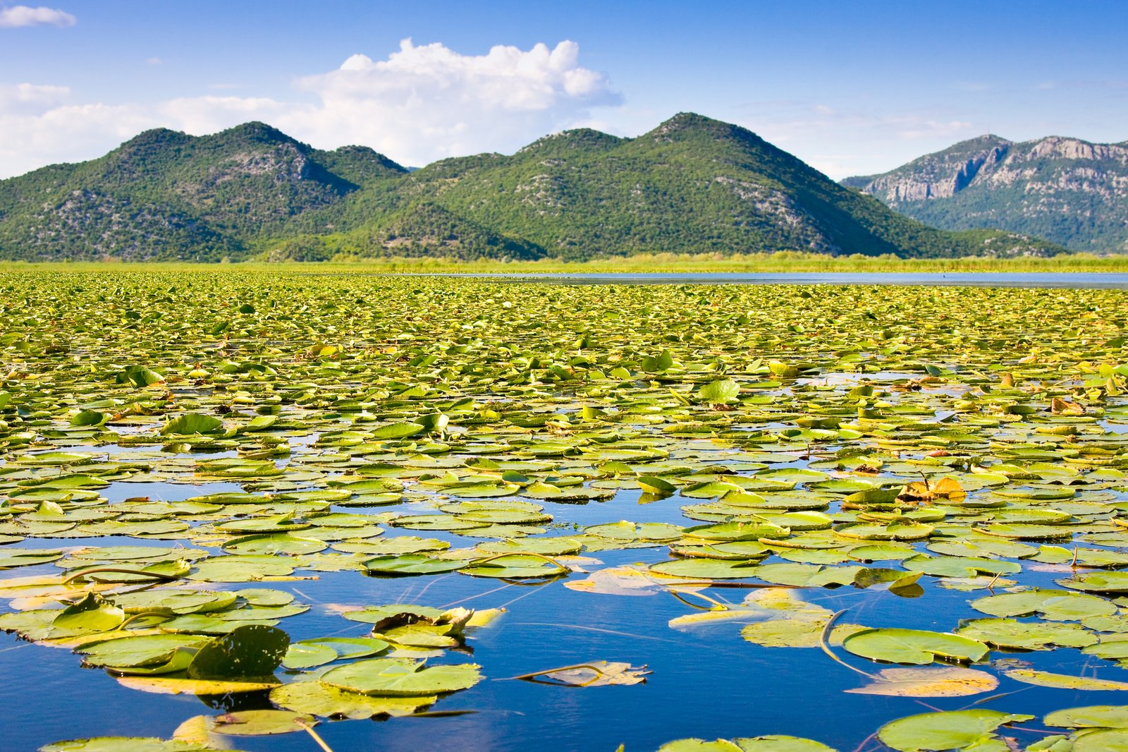 Cosa vedere al lago di Scutari, il più grande lago dei Balcani 6 gite in barca lago di scutari montenegro