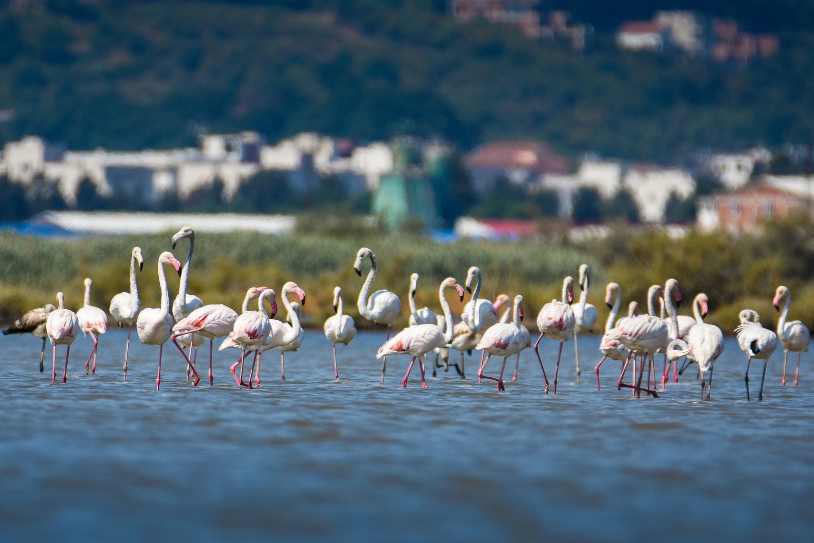Cosa vedere a Ulcinj, la città dei pirati dove l’Oriente incontra il mare del Montenegro 13 saline ulcinj montenegro